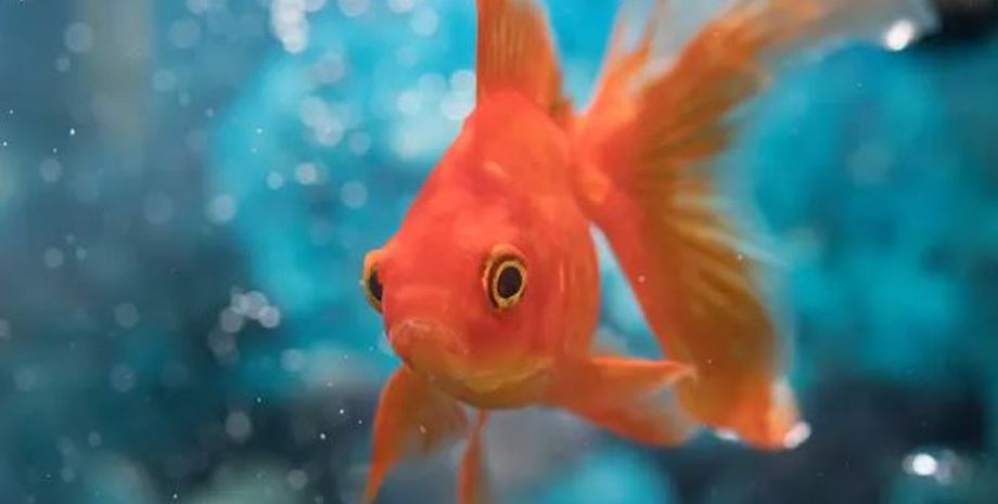 золота рибка