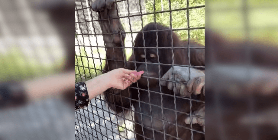 У Криму орангутана Дану накурили вейпом у парку Тайган