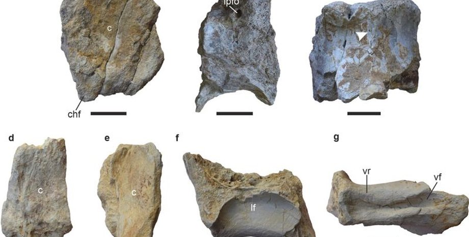 археологи, субконтинент, Индия, окаменелость, позвонок, новый вид, динозавр, палеонтология, раскопки, шея, происхождение, океан, суша, побережье, существо, завропод