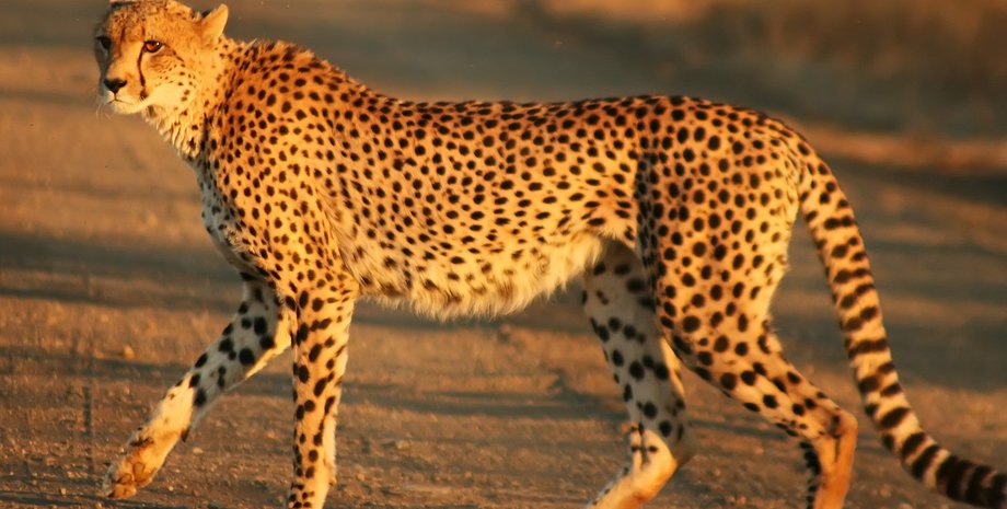 ученые впервые нашли мумии больших котов