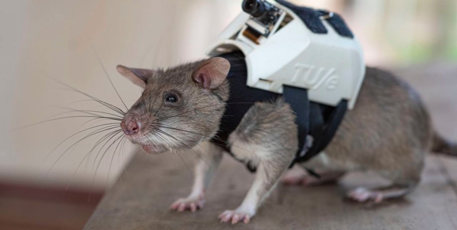 Эксперименты, катастрофы, спасение людей