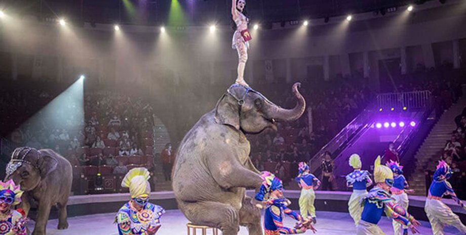 росгосцирк, российская оккупация, выступления