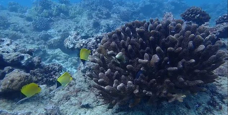 корали, корал