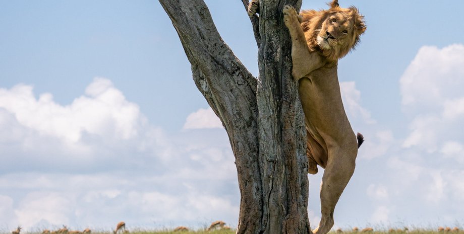 Названо найгрізнішого суперхижака Африки: перед ним тремтять навіть леви0