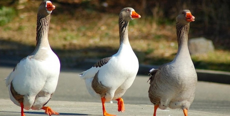 Фото: foodbay.com/