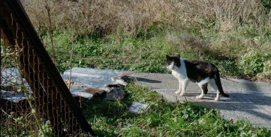 кот, ГУР эвакуировало котов, ГУР-КОТ, коты ГУР