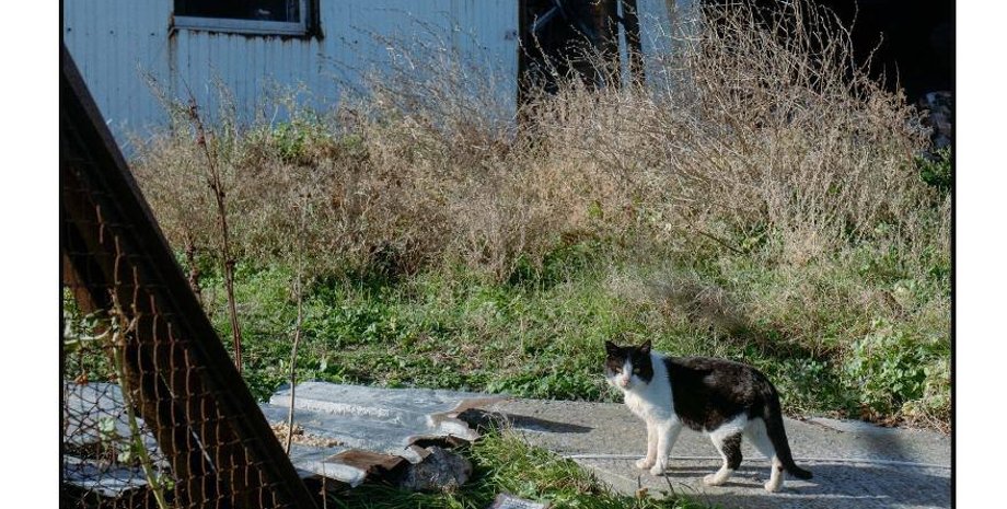 кот, ГУР эвакуировало котов, ГУР-КОТ, коты ГУР