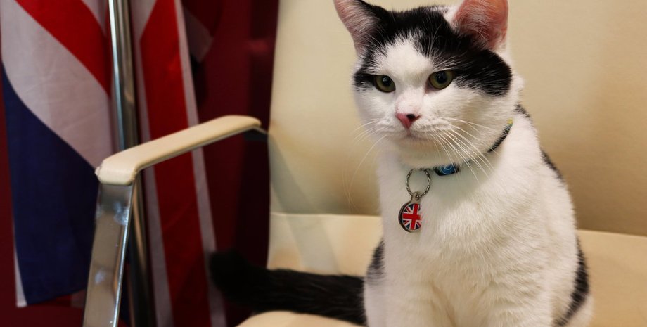 Фото: twitter.com/LawrenceDipCat