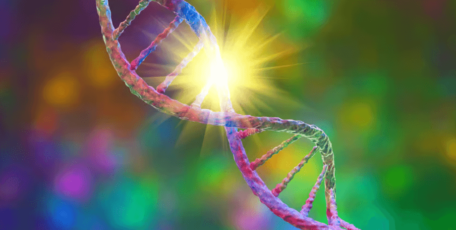 днк, геном, гены вирусов днк