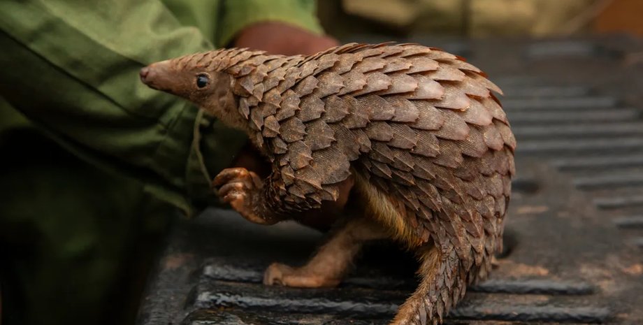 панголин детеныш рождение детеныша панголина