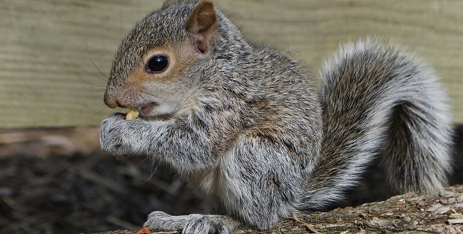 білка, білки