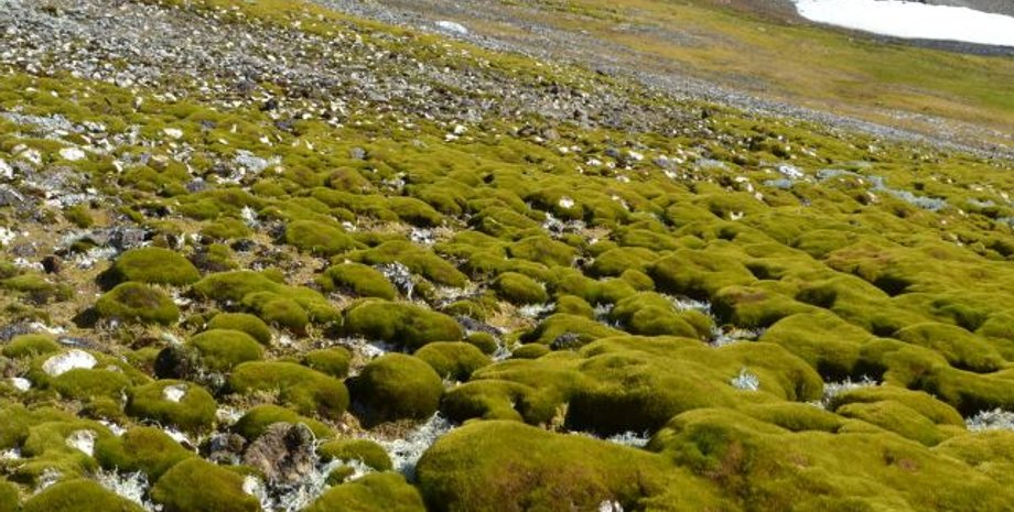 антарктида, рослинність антарктида, рослинність антарктида