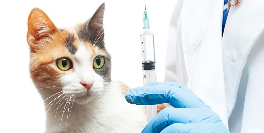 вакцинація тварин, ветеринар, кішка у ветеринара, щеплення кішці