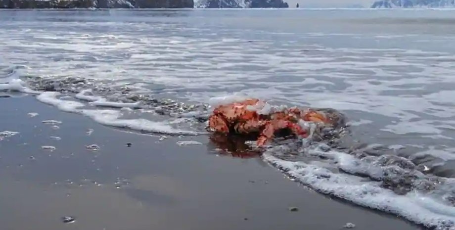 сніговий краб