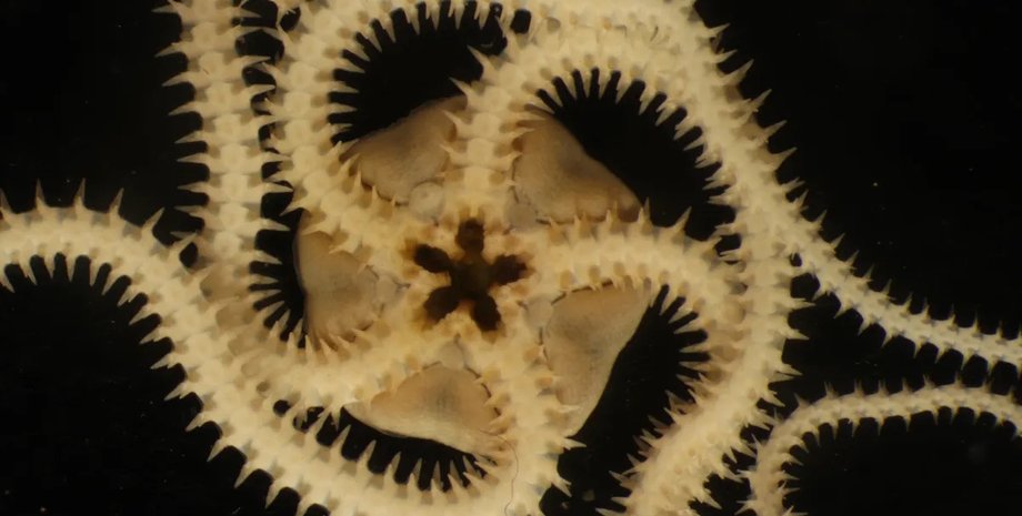 морська зірка