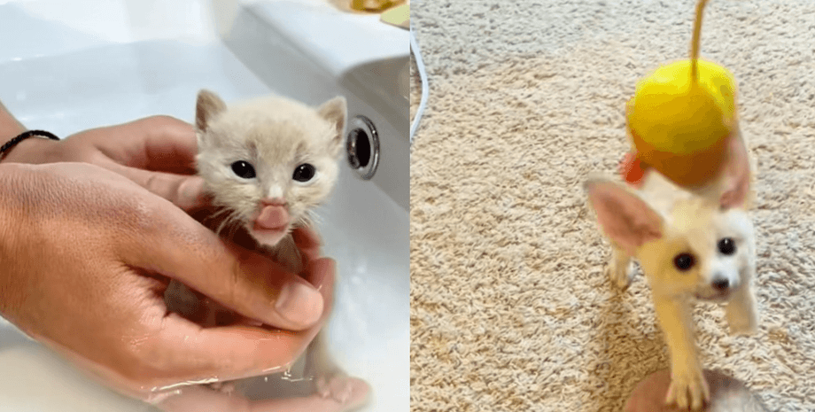 Фенек, мініатюрна лисиця, незвичайна тварина, рідкісна тварина, чоловік спав кошеня, прихистив бездомне кошеня, маленька лисиця