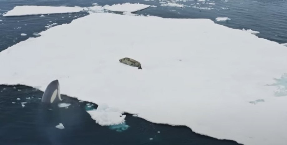 косатки, охота косаток, нападение косаток