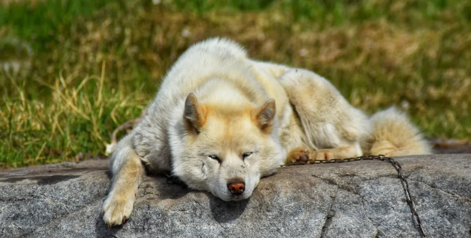 найстаріша порода у світі їздових собак