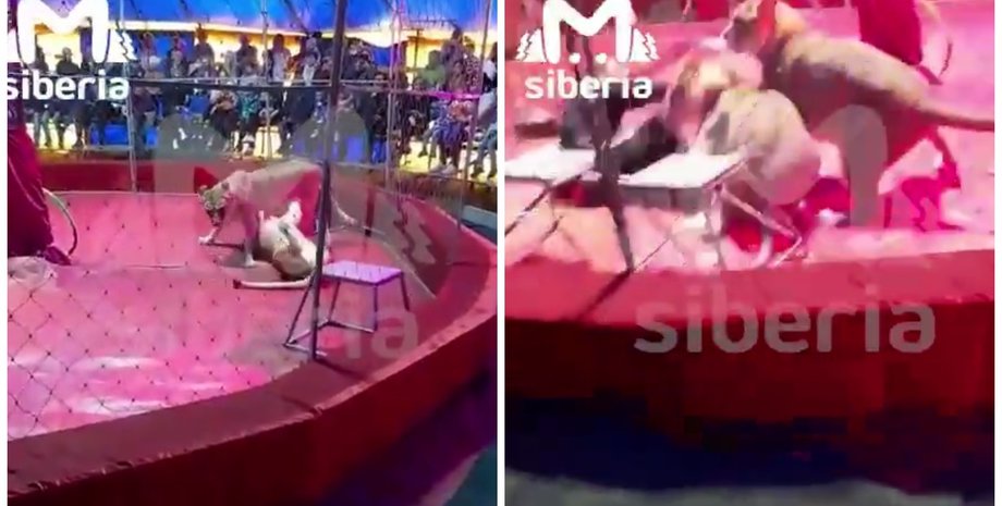 цирк, ЧП в цирке, нападение львицы, нападение львицы в российском цирке, ЧП с животными