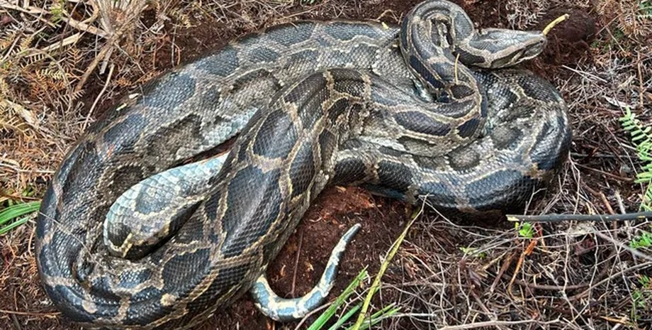 змея бирманский питон