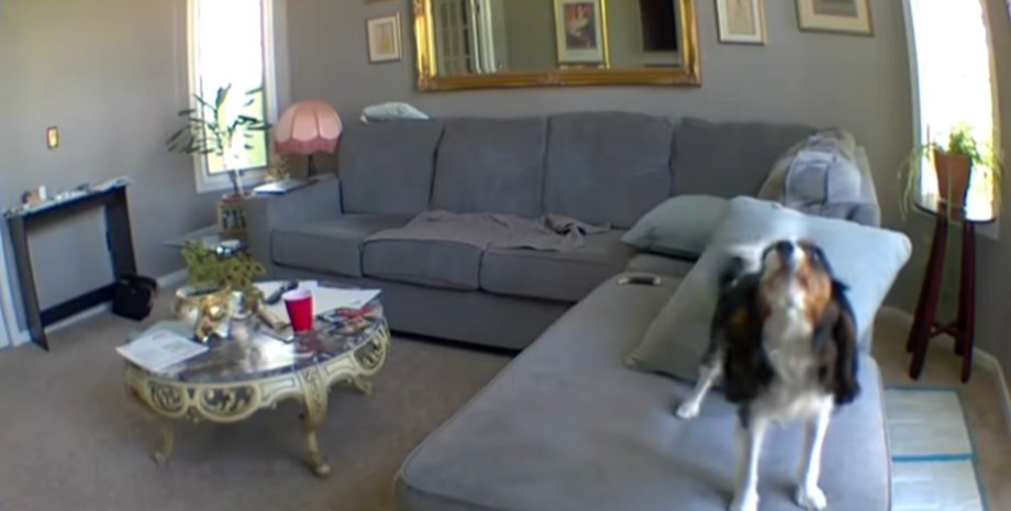 Собака думає, що залишився сам удома і починає сильно скиглити, доки чоловік не прийшов до нього