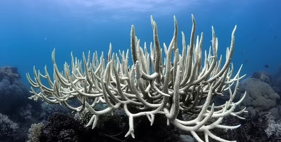 Учені вважають, що коралові рифи можна врятувати від вимирання корал, коралові рифи
