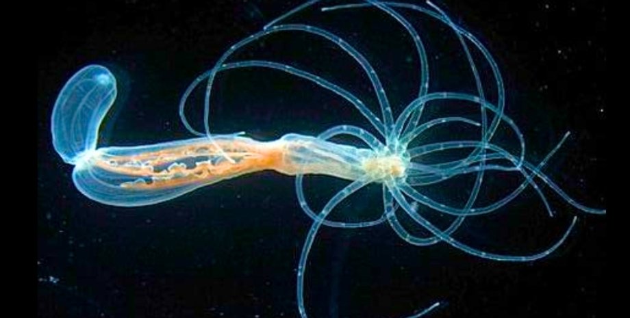 строение тела морской актинии