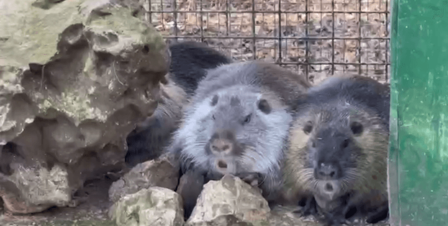 Россияне украли животных в Новой Каховке