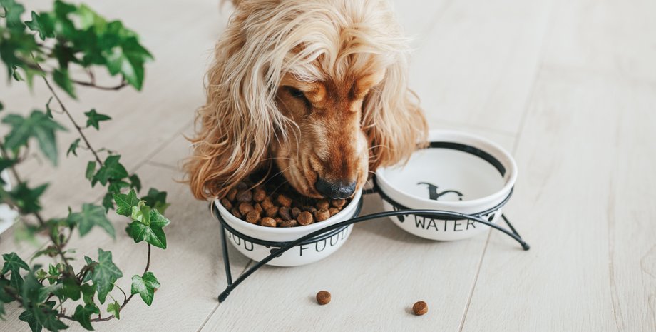 Рейтинг сухих кормов для собак супер-премиум класса 2022