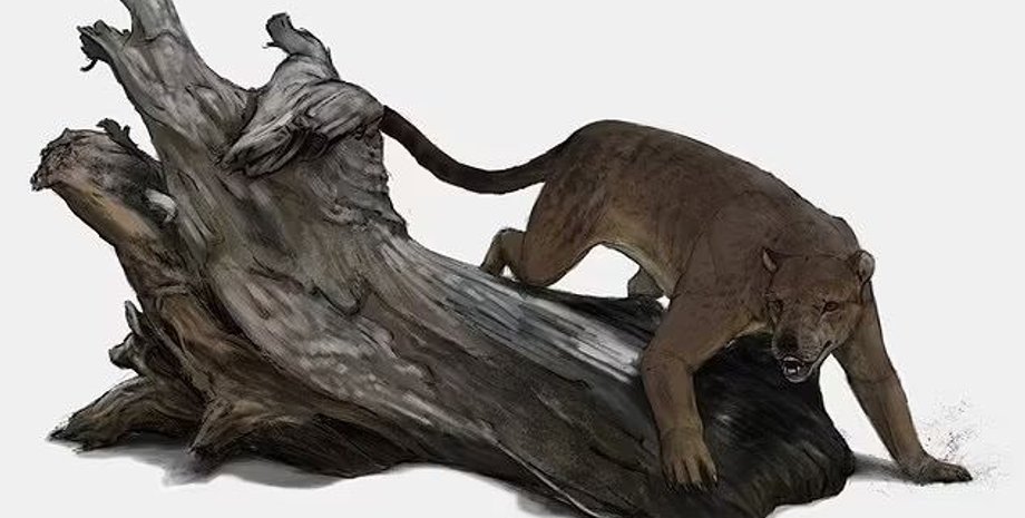 новый вид Tartarocyon, дерево, рисунок, фото