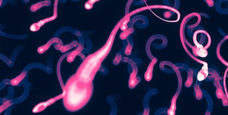 сперматозоиды, движение сперматозоидов