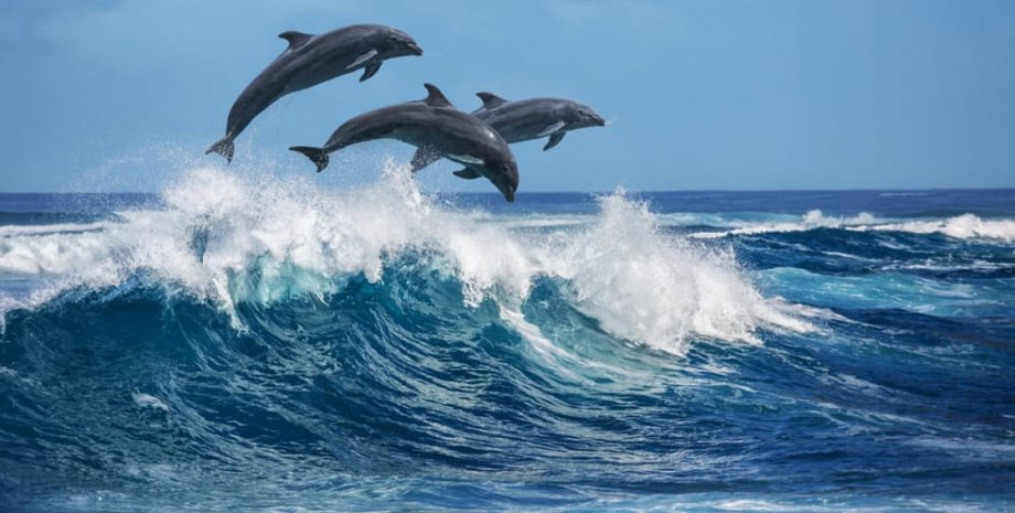 дельфін, дельфіни, чорне море