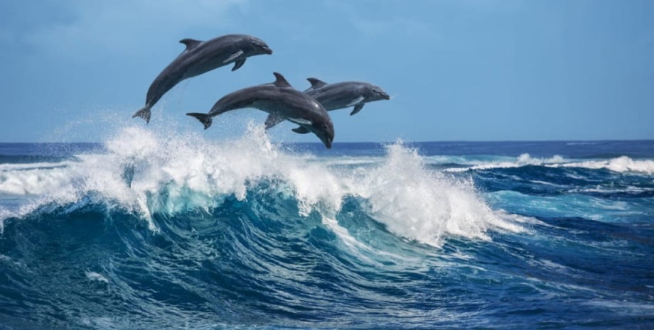 Once in the area of ​​irradiation of navigation devices of ships, dolphins recei...