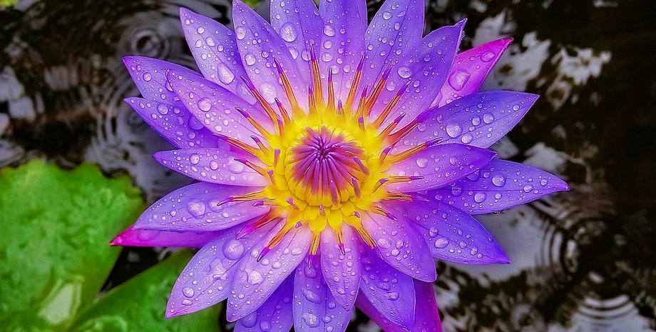 лотос, растение, цветок, голубой лотос, гробница,