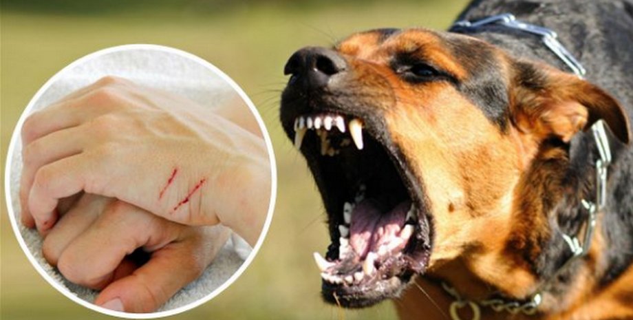 Из-за бешенства в Харькове ввели карантин