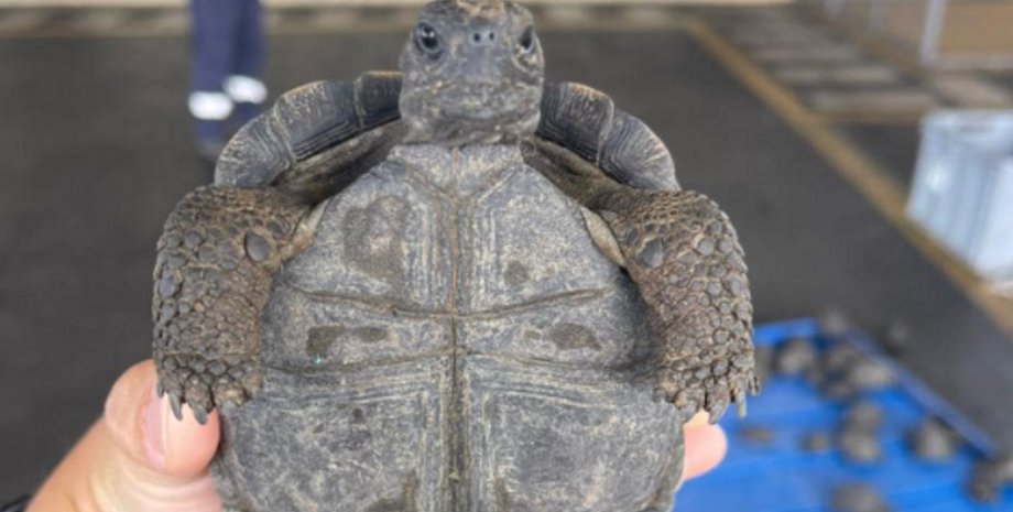 галапагосские острова, черепахи