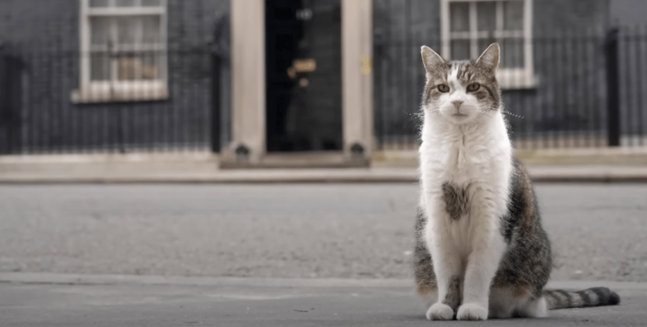 Кіт Ларрі, Ларрі, Ларрі кіт, Ларрі Велика Британія, кіт політик