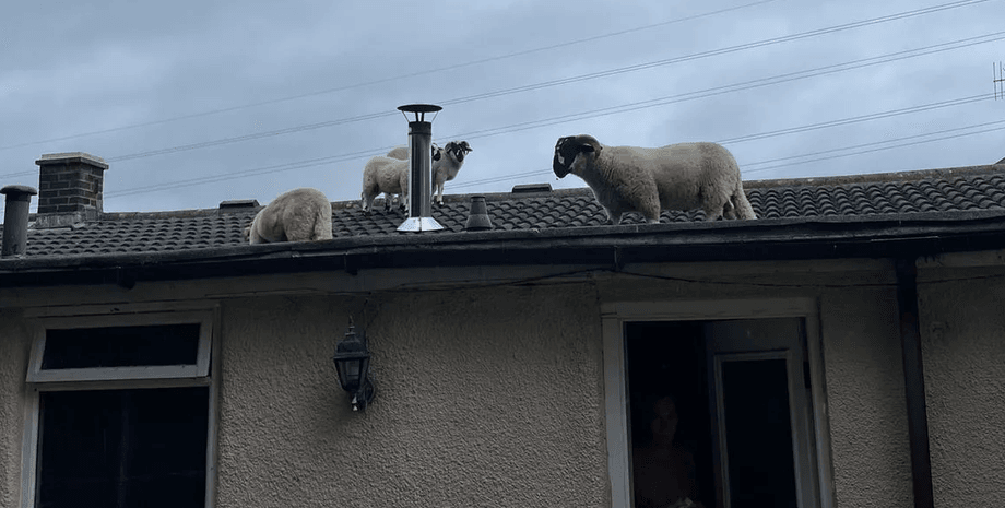 Вівці на даху будинку, тварини на даху будинку, тварини пробралися до будинку, вівці гуляють по даху, дах будинку, четверо овець