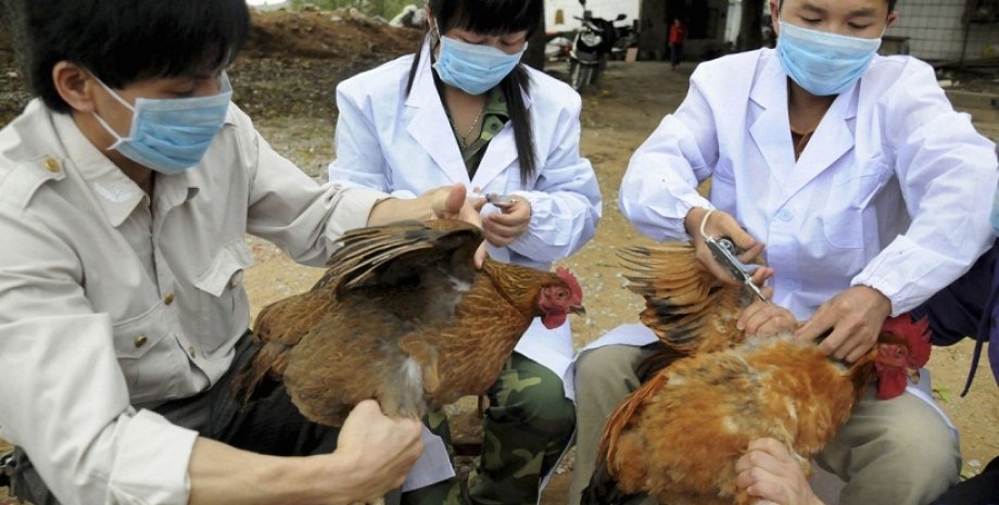 Вакцинация кур в Китае / Фото: thestar.com