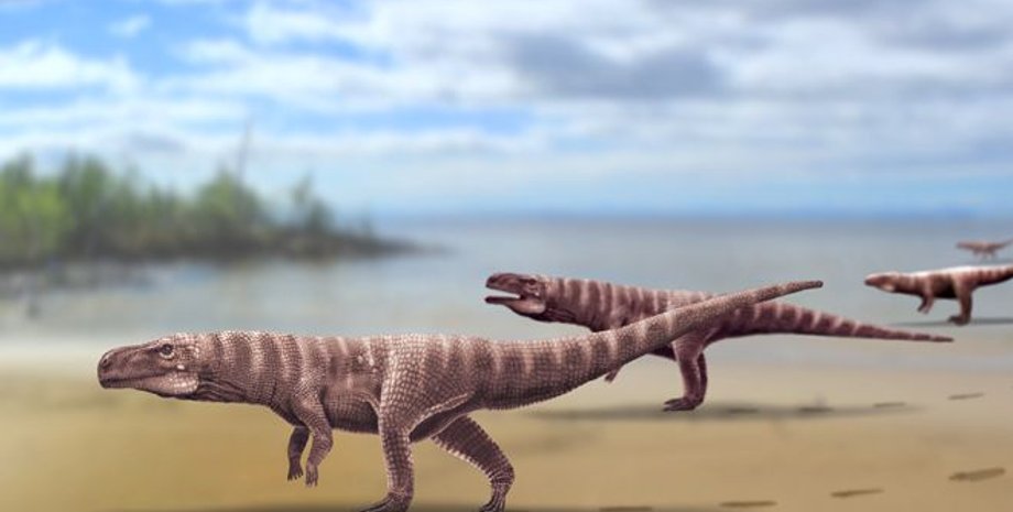 Иллюстрация: A.ROMILIO/UNIVERSITY OF QUEENSLAND