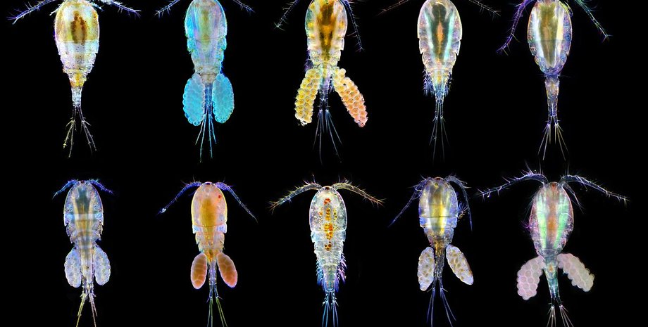 веслоногие ракообразные, антидепрессанты в животных, проблемы экологии, загрязнение окружающей среды, исследование