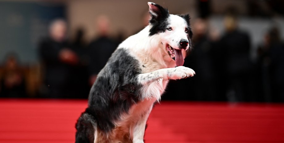 Канны 2024, Каннский кинофестиваль 2024 красная дорожка, Месси