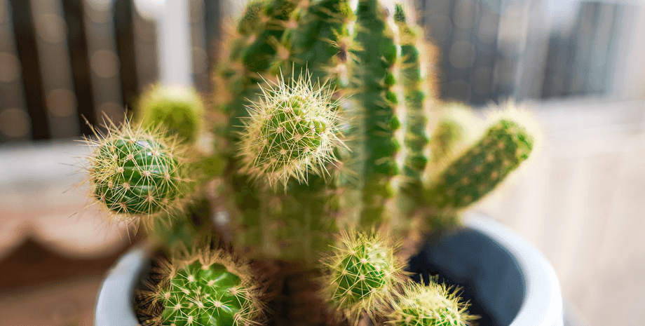 Кактус, цветок, растение, колючее растение, опасное растение, запретили кактусы, кактус поранил мужчину, домашнее растение