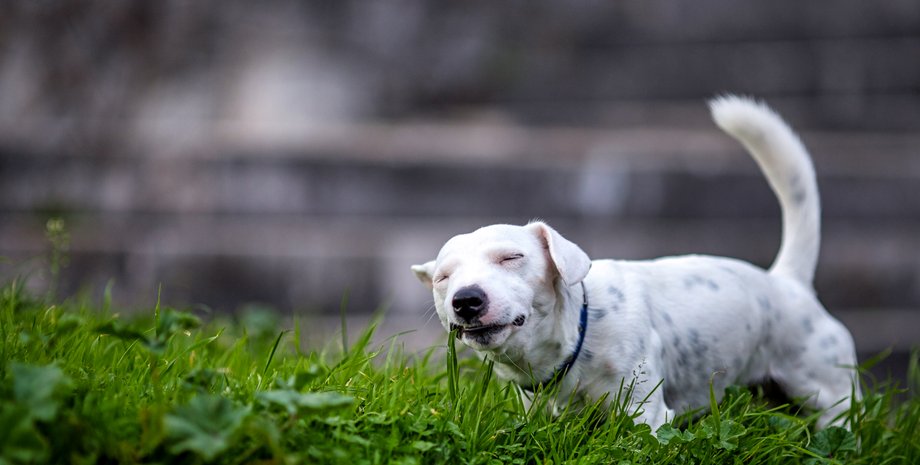 собака, прогулка, трава, животные, домашние животные