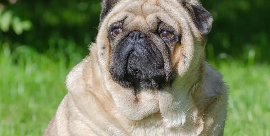 товста собака