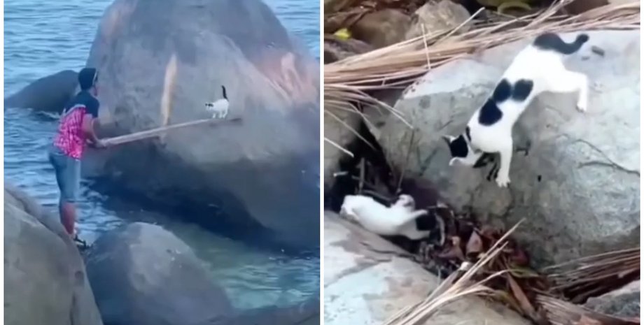 Чоловік витягнув котика з пастки: мама-кішка потім провчила неслухняного сина