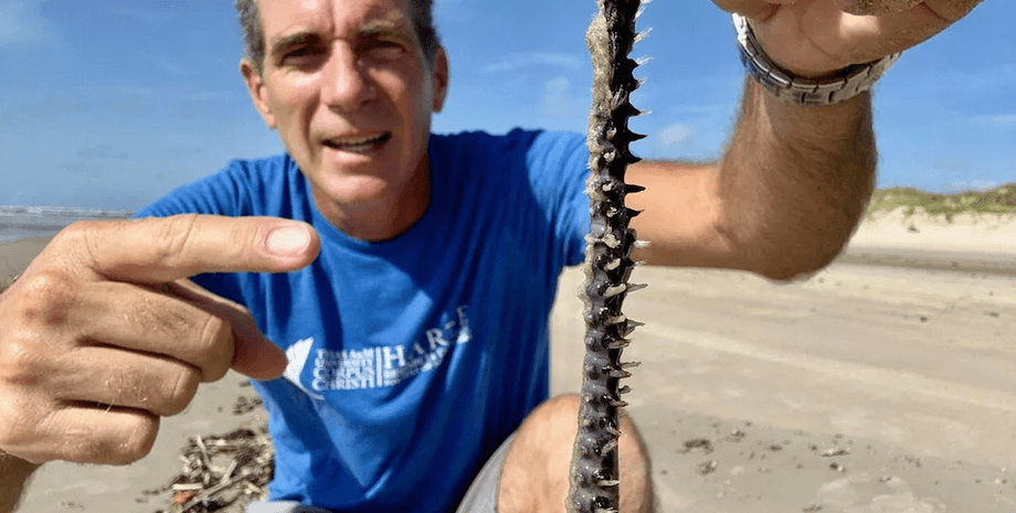 Черви Amphinome rostrata