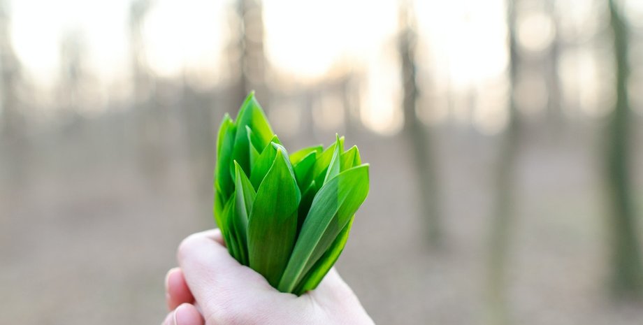 экология, окружающая среда, зеленые листья