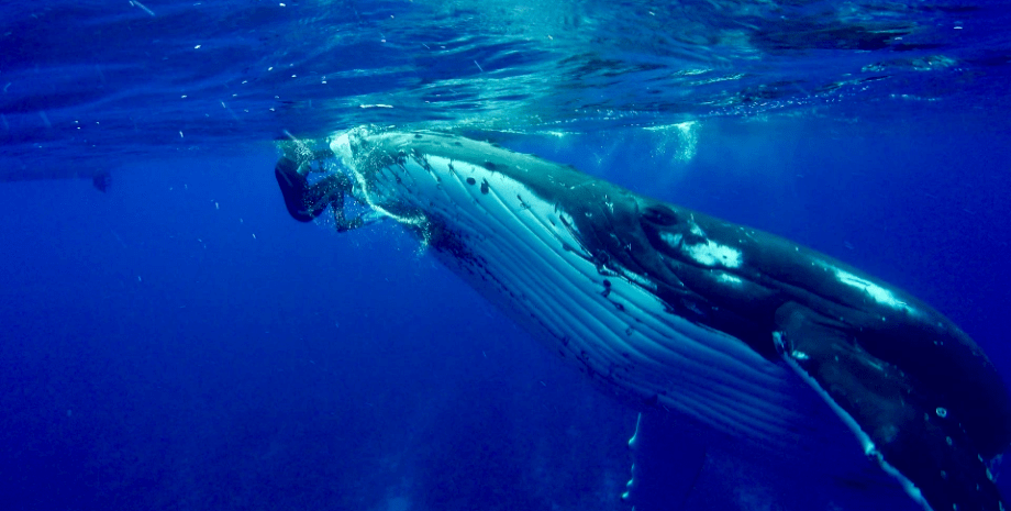Кит спас женщину от акулы Кит спас женщину от акулы, кит, акула, нападение акулы, кит спас от акулы, морской биолог, кит защитил женщину