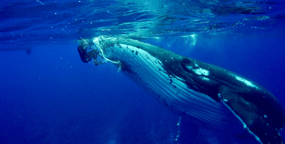 Кит спас женщину от акулы, кит, акула, нападение акулы, кит спас от акулы, морской биолог, кит защитил женщину